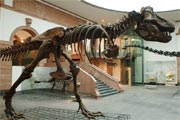 Scheletro di Tirannosauro